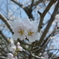 桜①（滋賀県安土城近くで撮影）