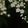 何て花？
