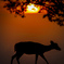 sunsetdeer
