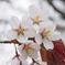 日本一遅い桜