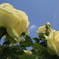 photo_2569955