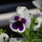 IMGP0470