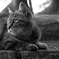 Whiskers.