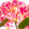 紫陽花