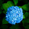 紫陽花の丸