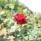 薔薇
