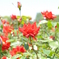 薔薇