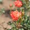 薔薇