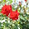 薔薇