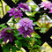 DSC03307