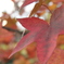 red leaves