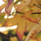 yellow leaves