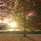 an autumn
