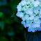 紫陽花