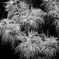 Botanic Garden 4