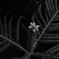 Botanic Garden 9