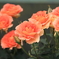 Rose Garden