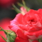 Rose Garden