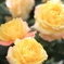 Rose Garden