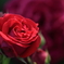 Rose Garden