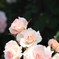 Rose Garden