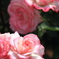 Rose Garden