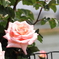 Rose Garden