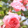 Rose Garden
