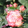 Rose Garden