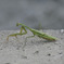 カマキリ