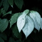 R0000469