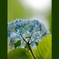 紫陽花のお話し