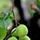 花・草木/青柿←訂正：梅です！