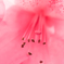 ピンクな花。