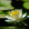 花舞台・睡蓮