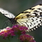 butterfly paradise 31 ギャラリー用
