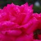photo_2576707