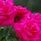 photo_2576708