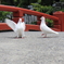 鎌倉・鶴岡八幡宮