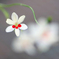 　　　花可憐