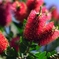 花・草木/ぶらしの木