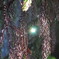 雫の緑の宝石