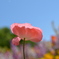 spring 2013