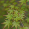 春の紅葉