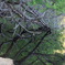 鏡