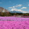 富士芝桜