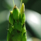 AVEN0257