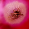 AVEN0366