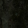 共存