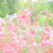 名もなき花